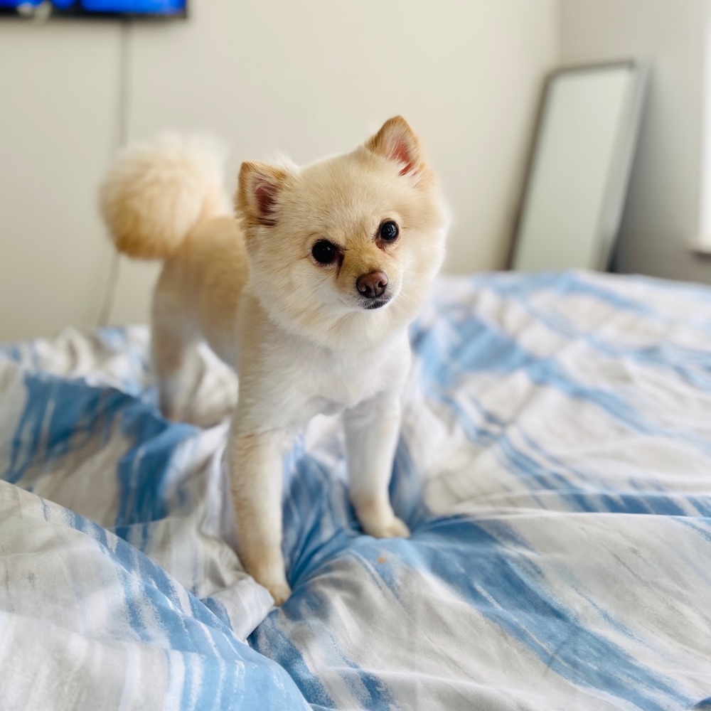 Meet Lola